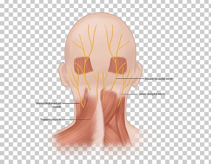 Occipital Neuralgia Greater Occipital Nerve Third Occipital Nerve PNG, Clipart, Chin, Chronic Pain, Ear, Face, Finger Free PNG Download