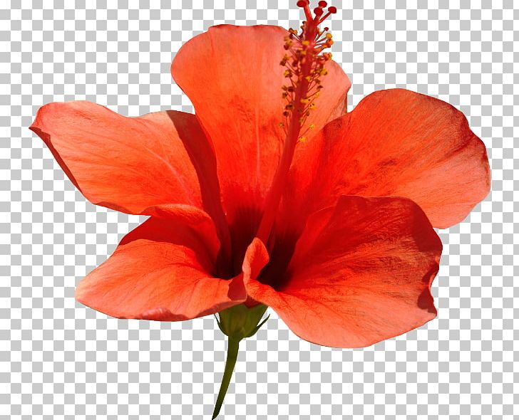 Shoeblackplant Red Google S PNG, Clipart, Alstroemeriaceae, Blog, Canna Family, Canna Lily, China Rose Free PNG Download