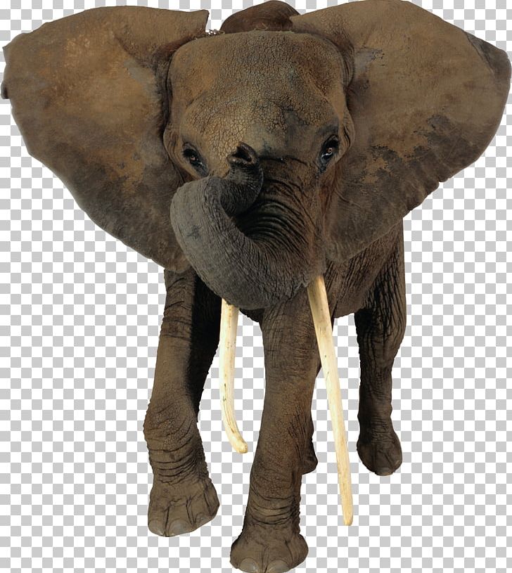 African Elephant Indian Elephant Animal PNG, Clipart, African Elephant, African Forest Elephant, Animals, Asian Elephant, Computer Icons Free PNG Download