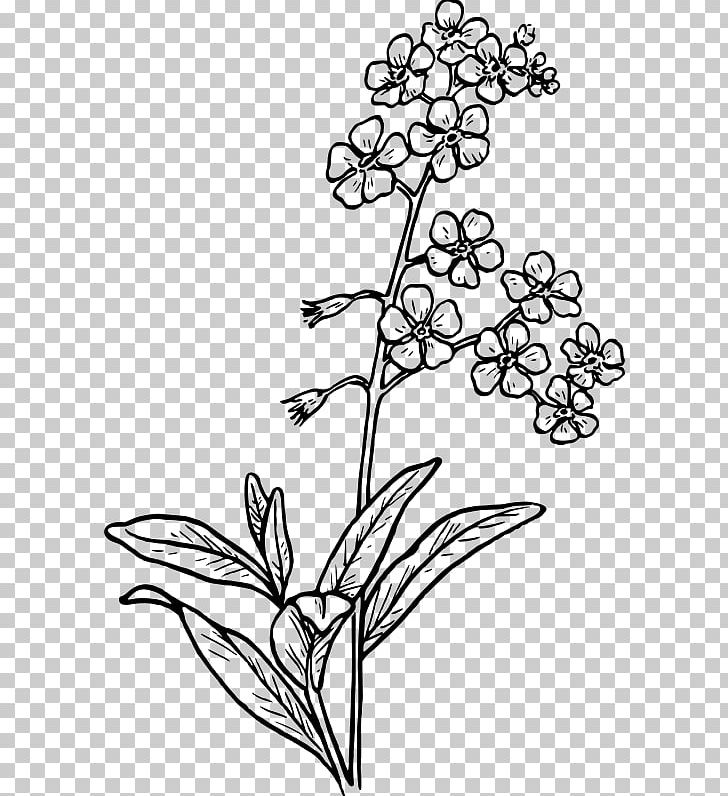 Drawing Scorpion Grasses Watercolor Painting Sketch PNG, Clipart, Art, Black And White, Branch, Color, Coloring Book Free PNG Download