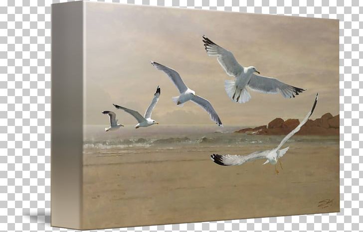 Gulls Bird Painting Wader Beak PNG, Clipart, Beak, Bird, Charadriiformes, Fauna, Flying Seagulls Free PNG Download