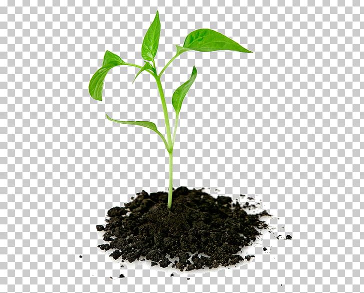 Plant Seedling Pletivo PNG, Clipart, Herb, Information, Internet Media Type, Leaf, Plant Free PNG Download