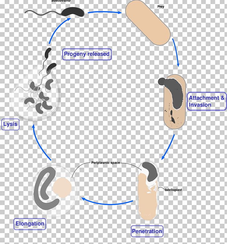 Bdellovibrio Gram-negative Bacteria Biological Life Cycle Bacterial Cell Structure PNG, Clipart, Aerobic Organism, Angle, Audio, Audio Equipment, Bacteria Free PNG Download