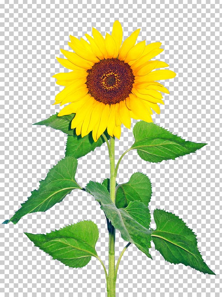 Common Sunflower Sunflower Seed Plant Glory Days PNG, Clipart, Annual Plant, Common Sunflower, Daisy Family, Editing, Flower Free PNG Download