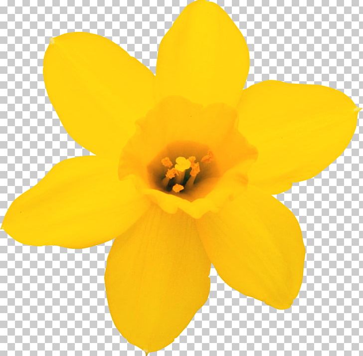 Daffodil Flower Narcissus PNG, Clipart, Amaryllis Family, Audio Video Interleave, Daffodil, Flower, Flowering Plant Free PNG Download