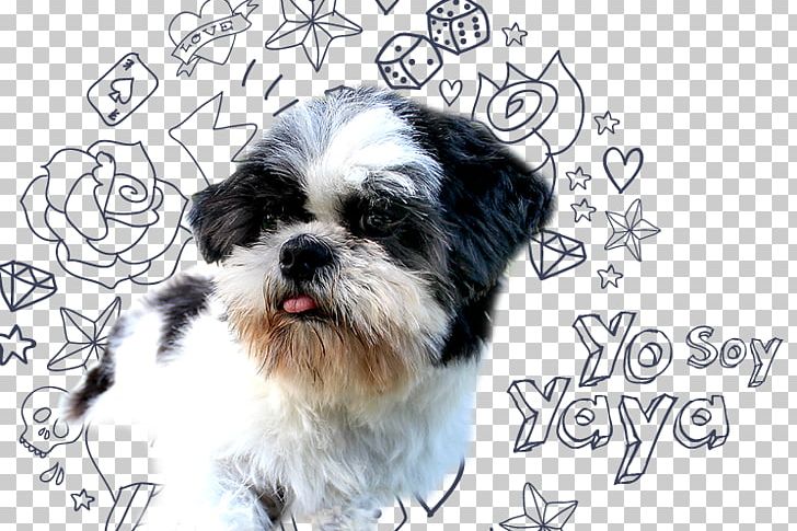 Morkie Shih Tzu Havanese Dog Puppy Dog Breed PNG, Clipart, Animals, Breed, Carnivoran, Companion Dog, Dog Free PNG Download