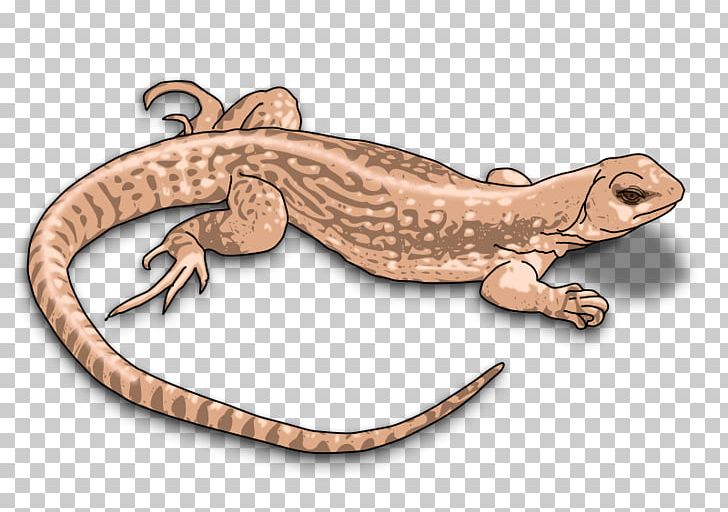 Komodo Dragon Lizard PNG, Clipart, Amphibian, Bearded Dragons, Clip Art, Dragon Lizard, Fauna Free PNG Download