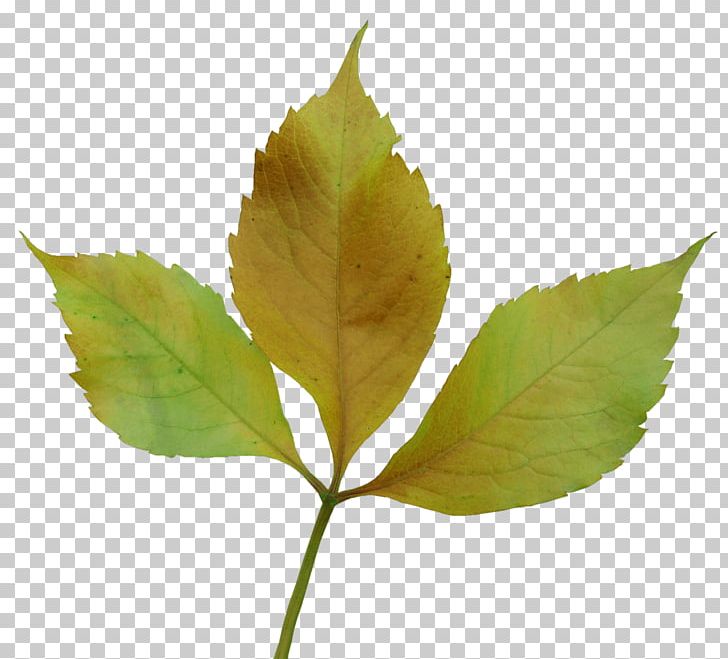 Leaf Autumn Yandex Photography PNG, Clipart, Autumn, Autumn Leaves, Banana Leaves, Branches, Creative Free PNG Download