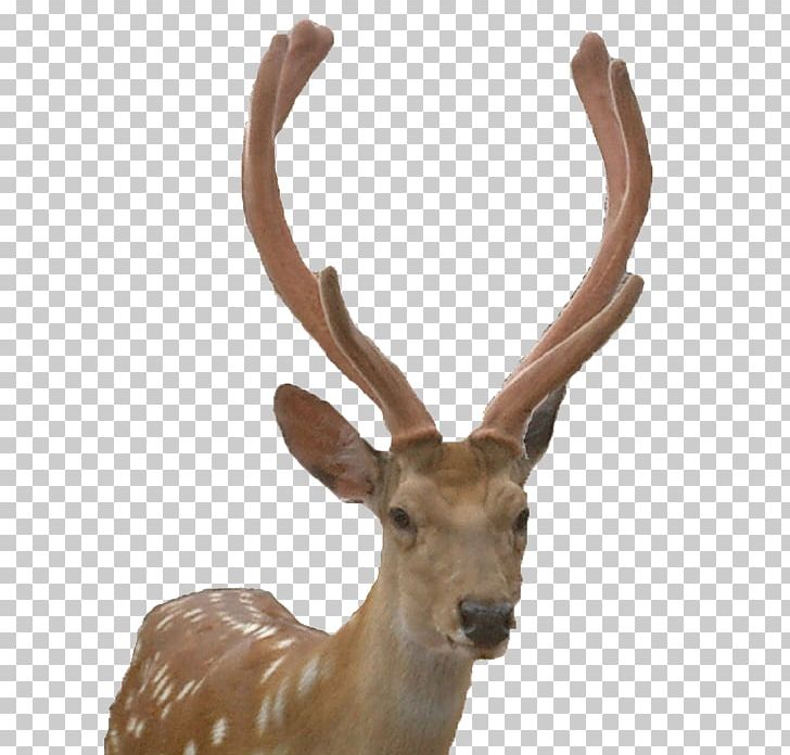 Reindeer Elk Roe Deer White-tailed Deer Moose PNG, Clipart, Animals, Antler, Christmas Deer, Creative, Creative Deer Free PNG Download
