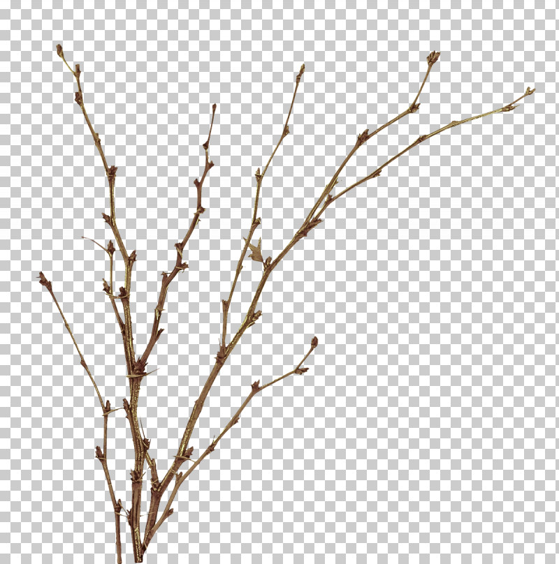 Branch Twig Tree Plant Plant Stem PNG, Clipart, Branch, Flower, Plant, Plant Stem, Tree Free PNG Download