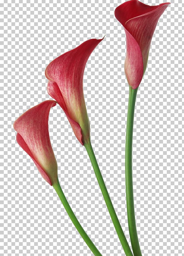 Arum-lily Flower PNG, Clipart, Alismatales, Artificial Flower, Arum, Arum Family, Arum Lilies Free PNG Download