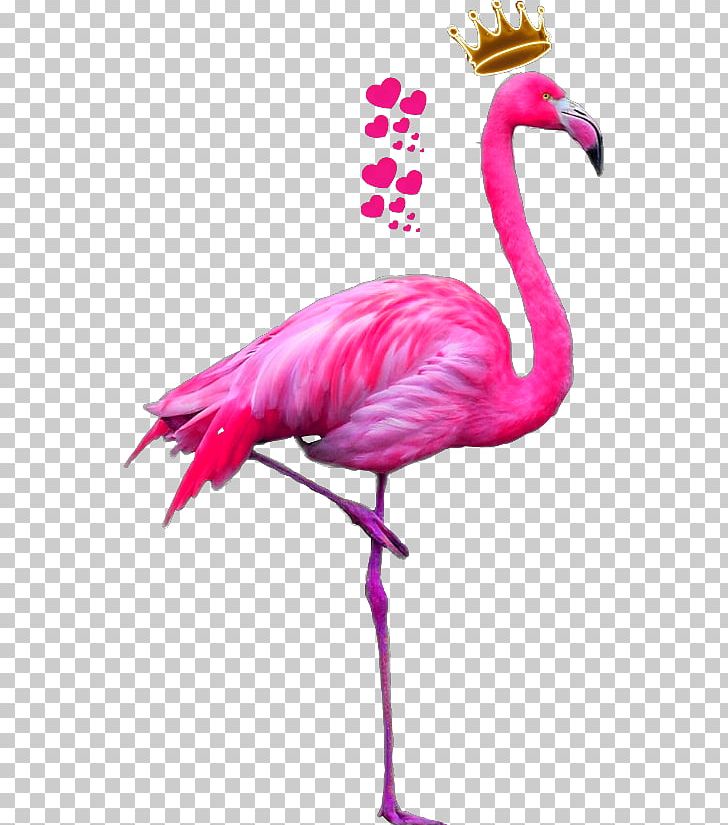Bird Greater Flamingo Drawing American Flamingo PNG, Clipart, American Flamingo, Animals, Beak, Bird, Bird Nest Free PNG Download