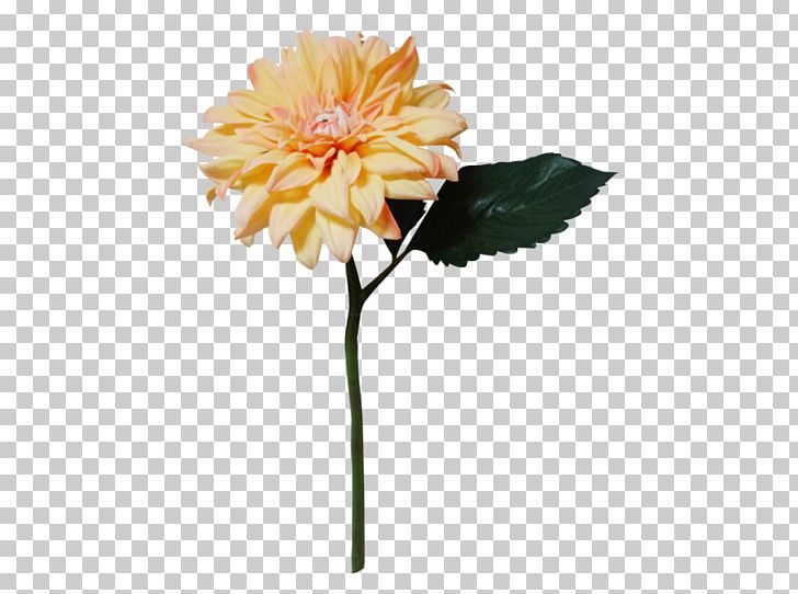 Transvaal Daisy Dahlia Cut Flowers Chrysanthemum PNG, Clipart, Artificial Flower, Chrysanthemum, Chrysanths, Cut Flowers, Dahlia Free PNG Download