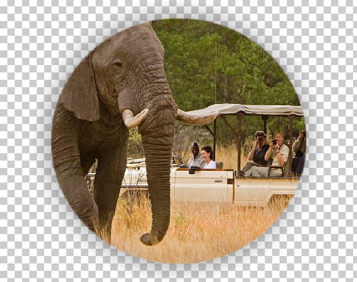Cuando River Victoria Falls South Africa Safari Chobe National Park PNG, Clipart, Africa, African Elephant, Chobe National Park, Cuando River, Elephant Free PNG Download