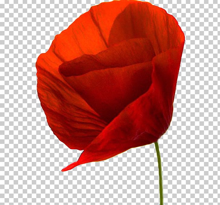 Flowering Plant Common Poppy Petal PNG, Clipart, Animation, Blog, Cicek, Cicek Resimleri, Common Poppy Free PNG Download