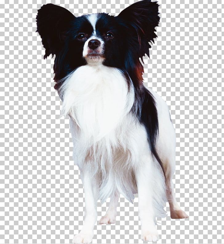 Papillon Dog Phalène Dog Breed Companion Dog Canidae PNG, Clipart, Canidae, Carnivoran, Cartoon, Companion Dog, Dog Free PNG Download