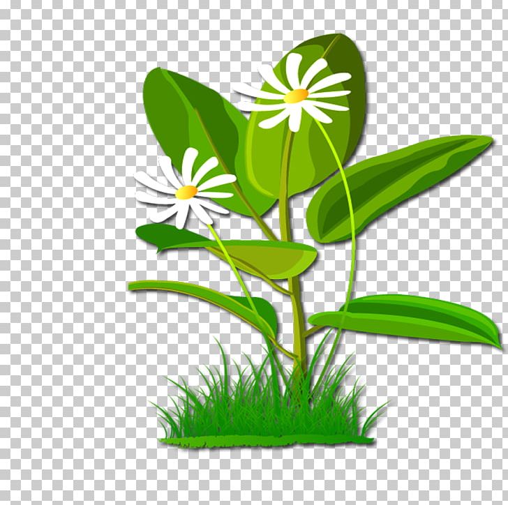 Flower PNG, Clipart, Client, Flora, Flowering Plant, Flowerpot, Flowers Free PNG Download