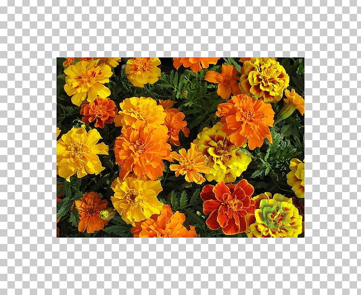 Mexican Marigold Seed Flower Garden Annual Plant PNG, Clipart, Annual Plant, Calendula, Cut Flowers, Floristry, Flower Free PNG Download