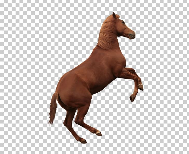 Mustang American Paint Horse American Quarter Horse Mane Arabian Horse PNG, Clipart, American Paint Horse, American Quarter Horse, Arabian Horse, Halter, Horse Free PNG Download