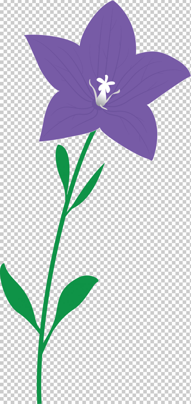 Balloon Flower PNG, Clipart, Balloon Flower, Flora, Flower, Herbaceous Plant, Lavender Free PNG Download