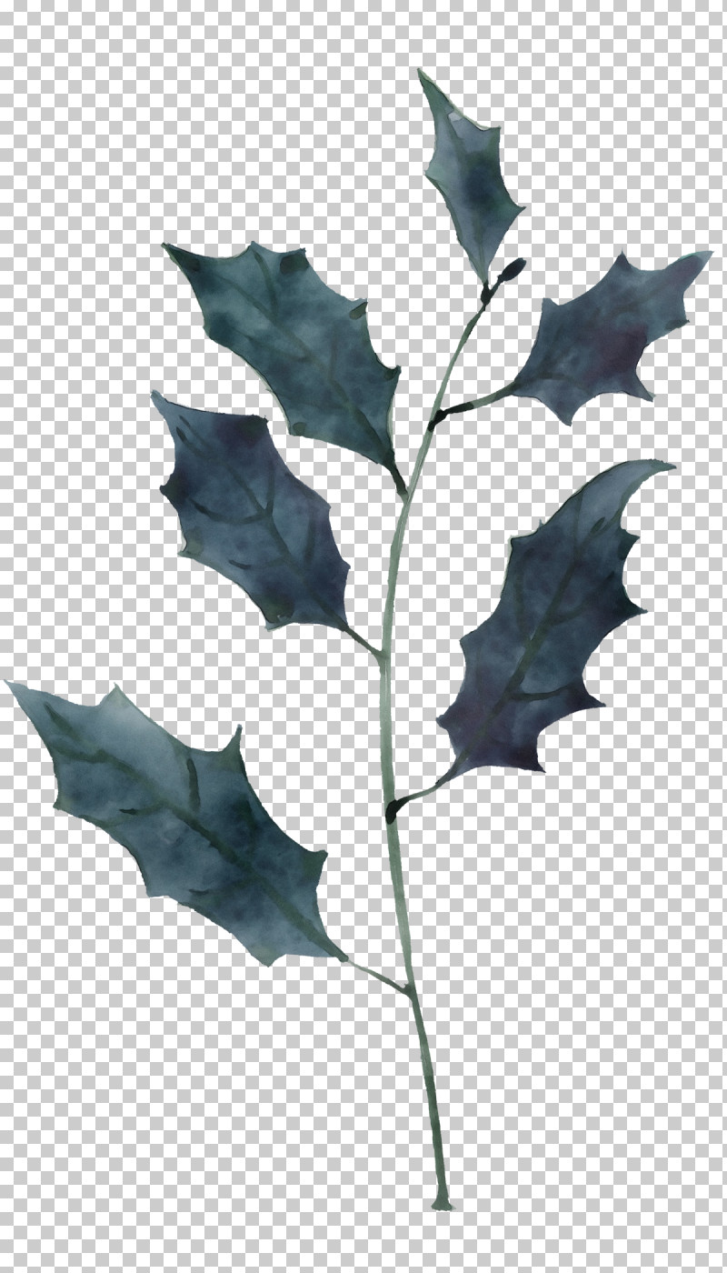 Holly PNG, Clipart, Black Oak, Flower, Holly, Leaf, Paint Free PNG Download