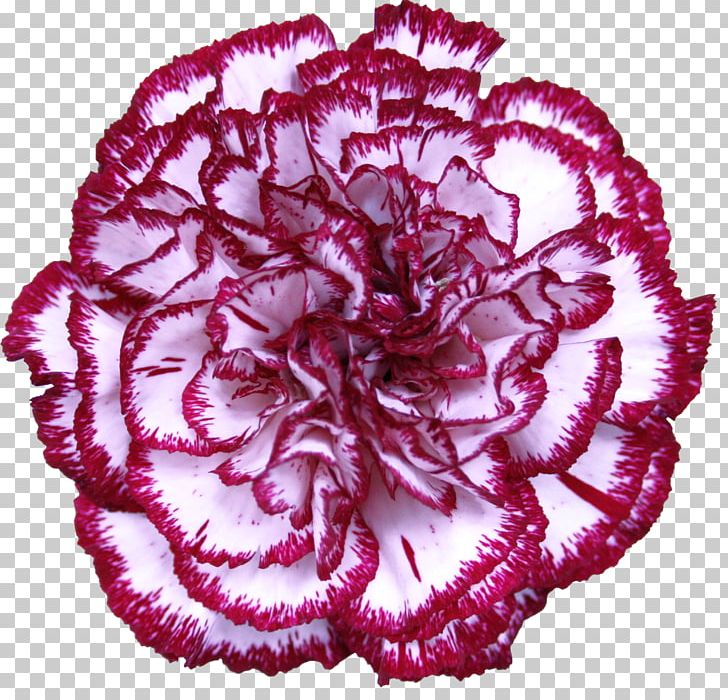 Carnation Cut Flowers Garden Roses Petal PNG, Clipart, Carnation, Colibri, Cut Flowers, Dianthus Chinensis, Floristry Free PNG Download