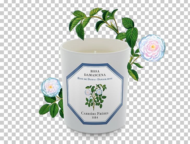 Damascus Damask Rose Grasse Candle Garden Roses PNG, Clipart, Candle, Damascus, Damask, Damask Rose, English Lavender Free PNG Download