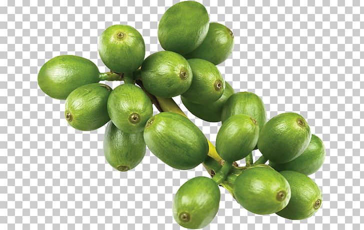 Green Coffee Extract Chlorogenic Acid Coffee Bean PNG, Clipart, Bean, Beans, Caffeine, Chlorogenic Acid, Coffee Free PNG Download