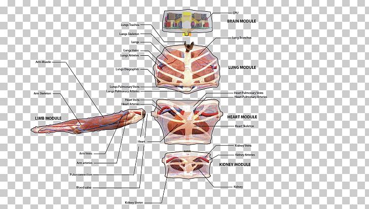 Muscle Diagram PNG, Clipart, Angle, Diagram, Human Body, Joint, Muscle Free PNG Download