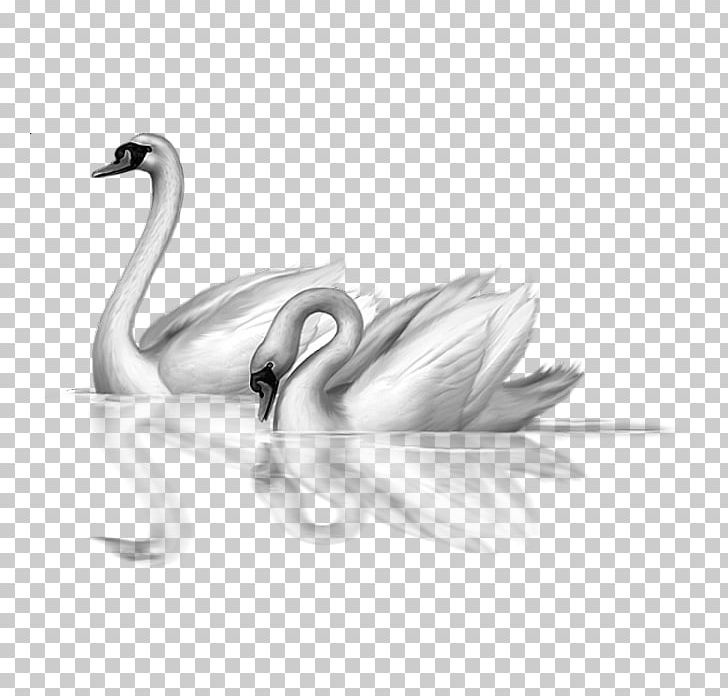 Mute Swan Black Swan Bird PNG, Clipart, Anatidae, Animals, Art, Beak, Black And White Free PNG Download