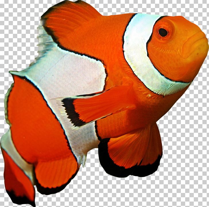 Ocellaris Clownfish Coral Reef Sea Anemone PNG, Clipart, Animals, Birds, Blacktip Reef Shark, Bony Fish, Clownfish Free PNG Download