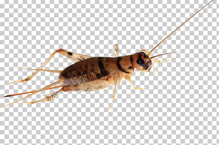 Cricket Insect Cockroach PNG, Clipart, Alamy, Arthropod, Bush Crickets, Cave Crickets, Cockroach Free PNG Download
