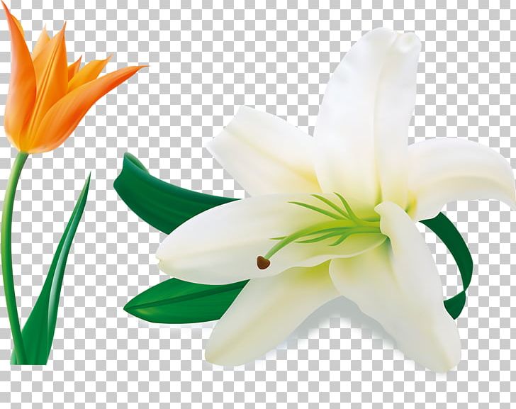 Easter Lily Lilium Candidum Arum-lily Flower PNG, Clipart, Arumlily, Beautiful Girl, Beauty, Beauty Salon, Calla Lily Free PNG Download