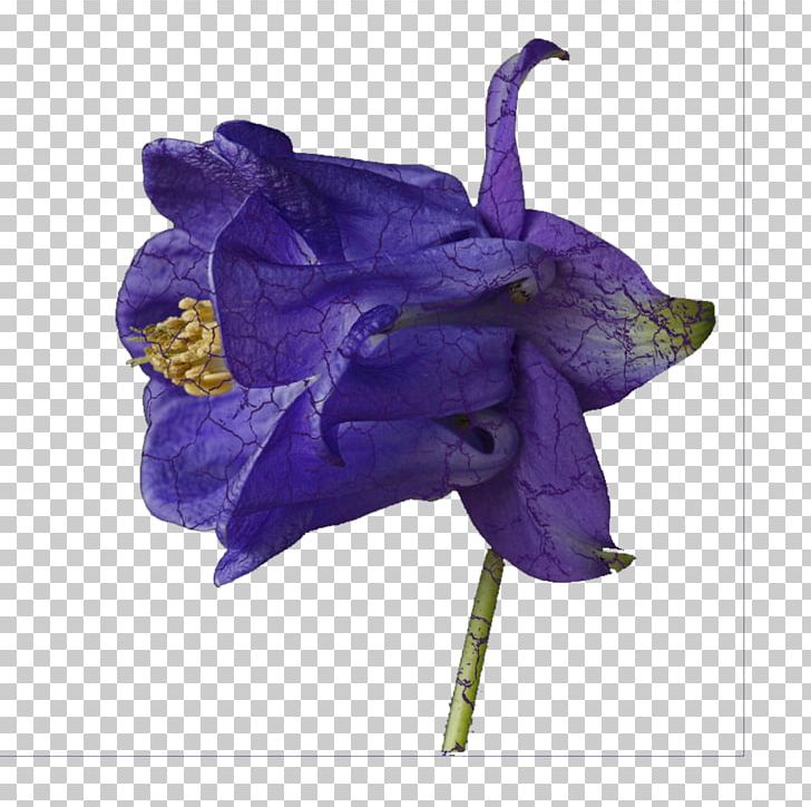 Flower Violet Purple Lavender Lilac PNG, Clipart, Bellflower Family, Blue, Blue Flower, Campanulaceae, Cobalt Blue Free PNG Download