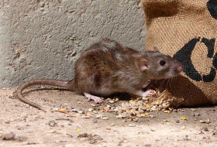 Brown Rat Rodent Mouse Black Rat Squirrel PNG, Clipart, Animals, Black Rat, Brown Rat, Degu, Dormouse Free PNG Download