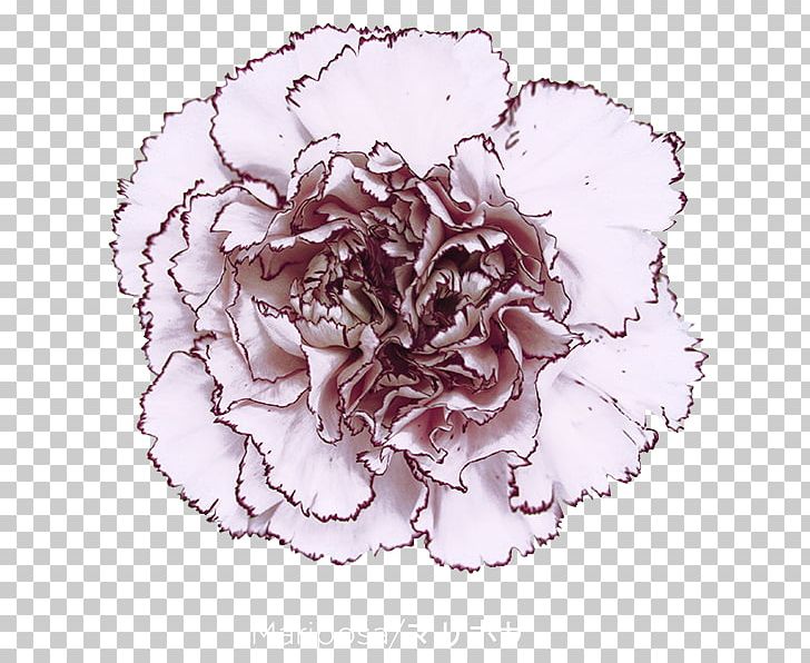 Cabbage Rose Carnation Cut Flowers Petal PNG, Clipart, Apple, Baccarat, Carnation, Colibri, Colibri Flowers Sa Free PNG Download