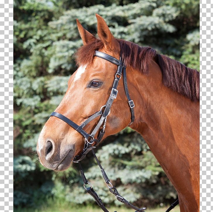 Cob Bitless Bridle Equestrian PNG, Clipart, Bitless Bridle, Bridle, Cob, Combined Driving, Double Bridle Free PNG Download