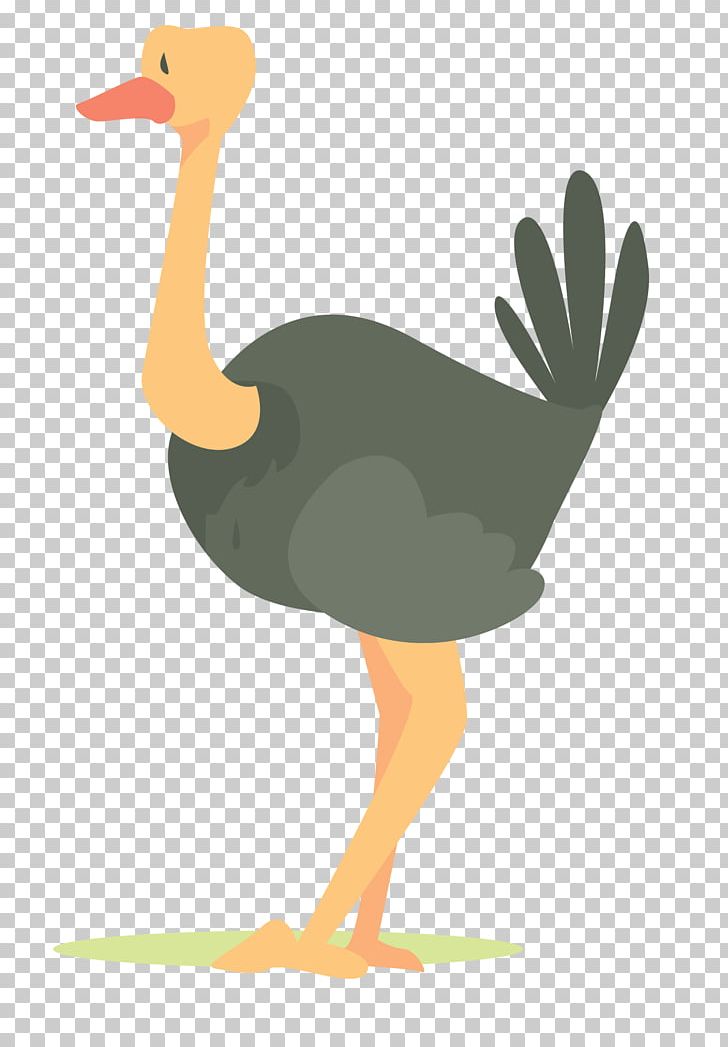 Common Ostrich Bird PNG, Clipart, African American Woman, African Animals, African Elephant, African Tree, African Woman Free PNG Download