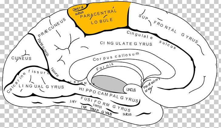 Paracentral Lobule Lobes Of The Brain Temporal Lobe Occipital Lobe Frontal Lobe PNG, Clipart, Angle, Artwork, Black And White, Bone, Brain Free PNG Download