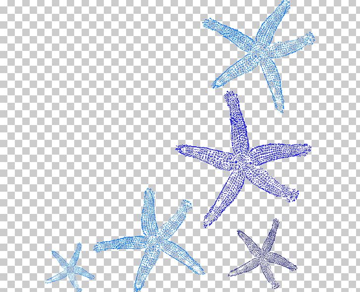 Coral Common Starfish PNG, Clipart, Animals, Asterias, Blue, Clip Art, Color Free PNG Download