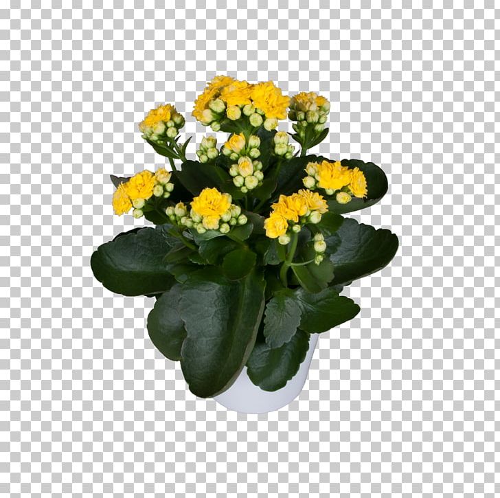 Cut Flowers Flowerpot Annual Plant Herbaceous Plant Flowering Plant PNG, Clipart, Annual Plant, Cut Flowers, Flower, Flowering Plant, Flowerpot Free PNG Download