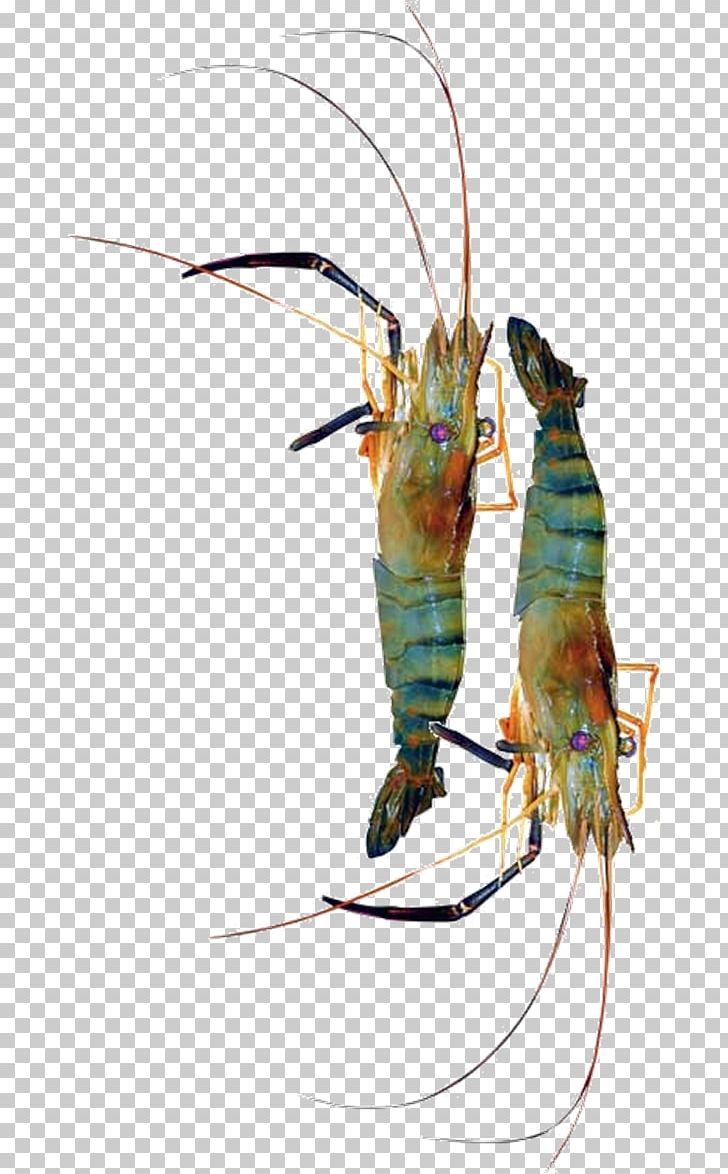 Decapods Insect Giant Freshwater Prawn Pest PNG, Clipart, Animals, Animal Source Foods, Decapoda, Giant Freshwater Prawn, Insect Free PNG Download