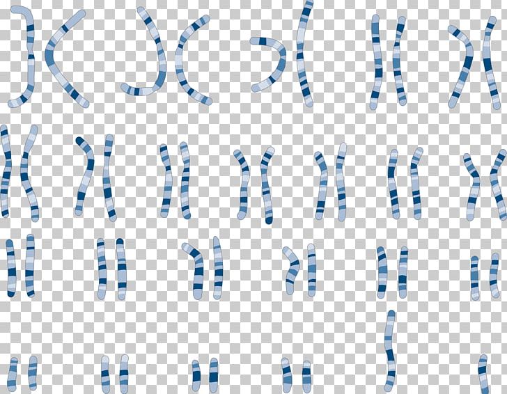 Karyotype Chromosome Genetics Comparative Genomic Hybridization PNG, Clipart, Angle, Art, Blue, Circle, Copynumber Variation Free PNG Download