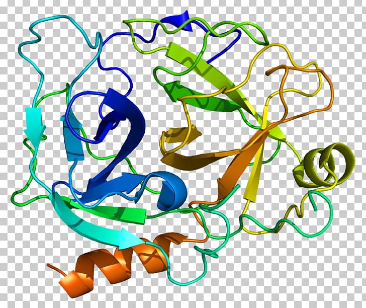KLK1 Kallikrein-related Peptidase 10 Protein Gene PNG, Clipart, Area, Art, Artwork, Carcinogenesis, Gene Free PNG Download