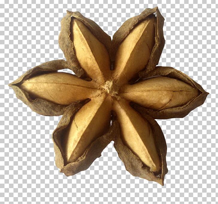 Plukenetia Volubilis Sacha Inchi Oil Nut Seed PNG, Clipart, Bottle, Coconut Oil, Flavor, Food, Ingredient Free PNG Download