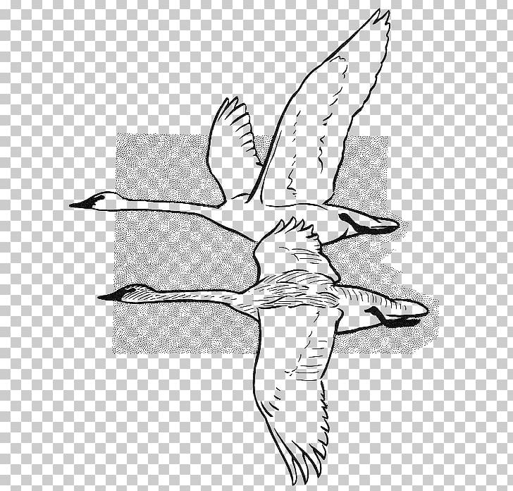 Beak Cygnini Anatidae Sketch PNG, Clipart, Anatidae, Angle, Arm, Art, Artwork Free PNG Download