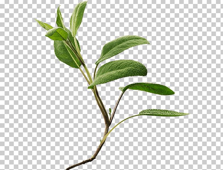 Common Sage Herb Ricola Twig Officinalis PNG, Clipart, Botanical Illustration, Botany, Branch, Candy, Common Sage Free PNG Download