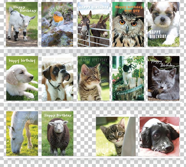Dog Greeting & Note Cards Cat Envelope Pet PNG, Clipart, Animal, Animals, Breed, Canidae, Carnivora Free PNG Download