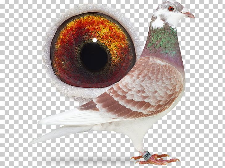 Eefde .nl Sangers Pigeons BV .com Breed PNG, Clipart, Beak, Bird, Breed, Com, Digital Object Identifier Free PNG Download
