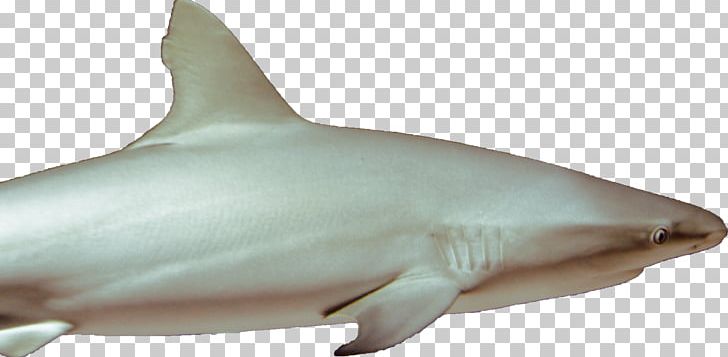 Great White Shark Lamniformes Requiem Shark Tiger Shark Chondrichthyes PNG, Clipart, Animal, Animal Figure, Animals, Carcharhiniformes, Cartilaginous Fish Free PNG Download